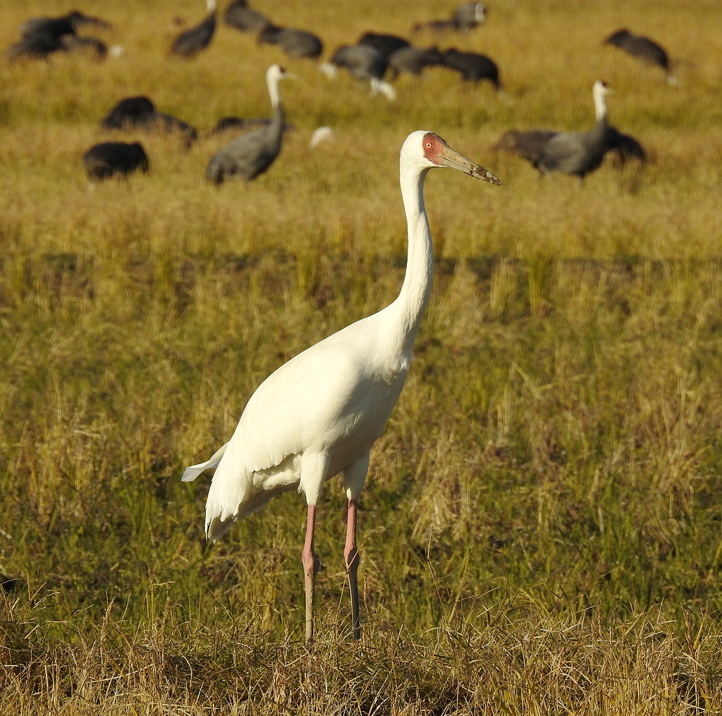 The adult Siberian Crane at Izumi in December 2021 © Mark Brazil